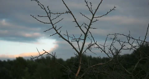 Rack Focus form a Naked Tree to Forest Stock Footage 141156157
