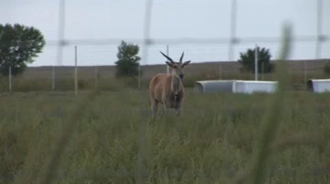 Rack focus of gazelle 動画素材 50769238