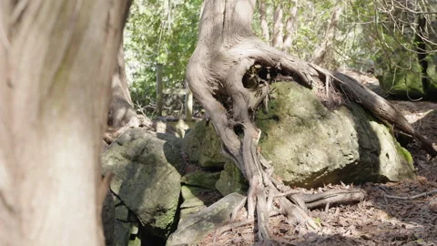 Rack Focus of Gnarled Tree Roots on Forest Boulder Stock Footage 340995989