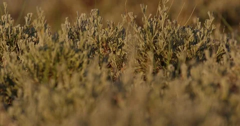 Rack focus golden light on sage brush leaves Stock Footage 83597857