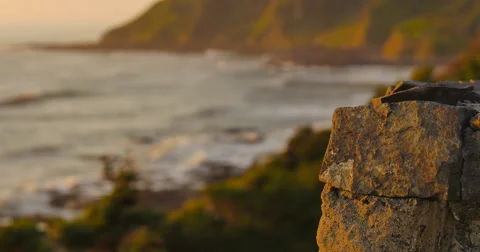Rack Focus to the Golden Pacific Coast Stock Footage 44281924