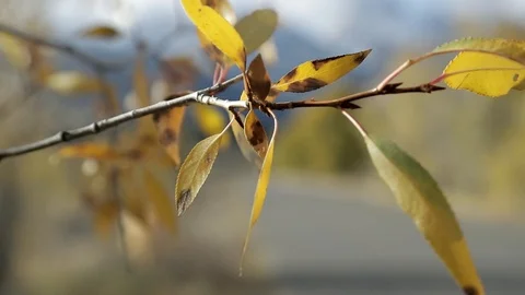 Rack Focus to GRAND TETONS: Aspen Tree Leaves Ready to Fall 스톡 동영상 101033010
