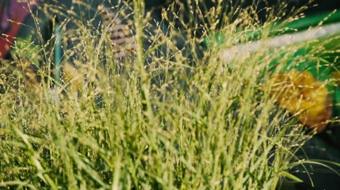 Rack focus of Grass in Brooklyn Vidéo 67406379