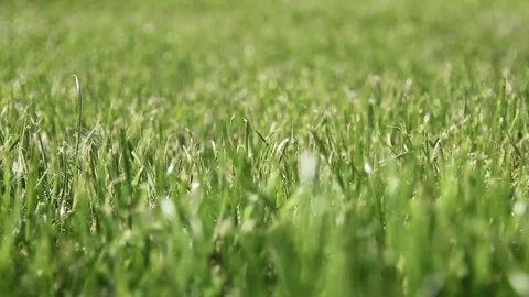 Rack focus on grass Stock-Footage 75273307