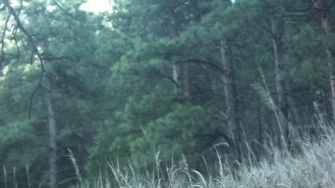 RACK FOCUS GRASS TREES 스톡 동영상 75024942