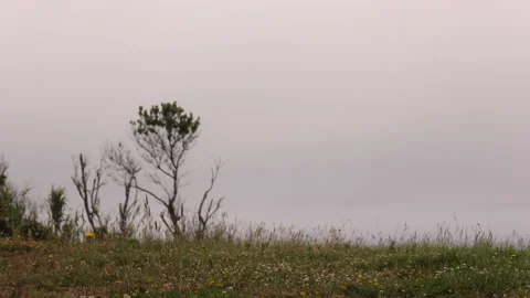 Rack Focus Grassy Field with Dandelions. Nordeste,Sao Miguel,Portugal,Azores. Stock Footage 239870282