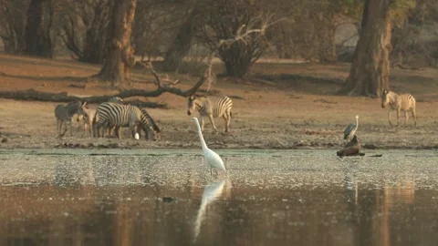 Rack focus from a greater egret to the herd of zebras arriving at the waterhole Stock Footage 334003376