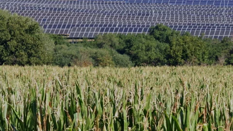 Rack focus from green corn field to massive solar panels grid in Ceske Bude.. 스톡 동영상 343435692
