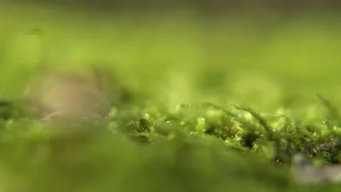 Rack focus on green moss revealing its intricate texture and details Stock Footage 346547011