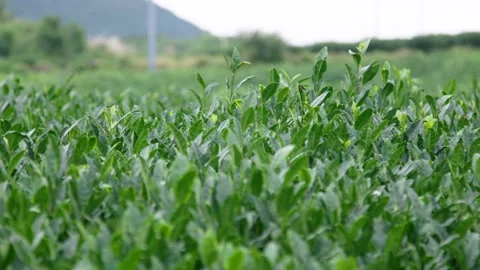 Rack focus green tea leaves jeju island south korea slow motion Stock Footage 229424422