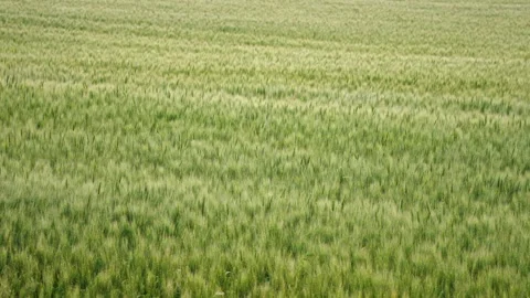Rack Focus on Green Wheat During Summer Growing Season Stock Footage 341475005