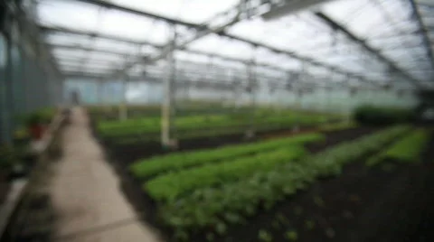 Rack Focus of Greenhouse 動画素材 594356