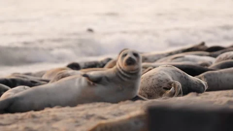 Rack focus of Grey Seal (Halichoerus grypus) at sunrise, Norfolk Stock Footage 315756334
