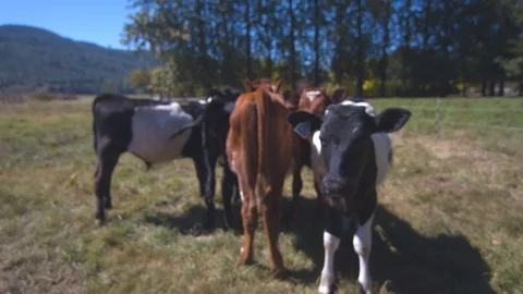 Rack Focus onto a Herd of Holstein Calves Huddled Together Stock Footage 95765948