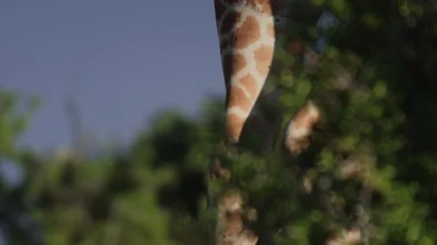 Rack focus of a herd of reticulated giraffes walking between bushes Stock Footage 261029803