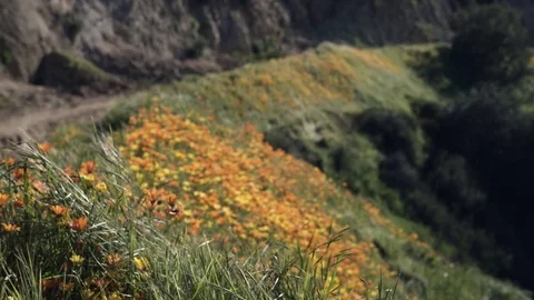 Rack Focus to Hillside of Flowers 動画素材 75766574