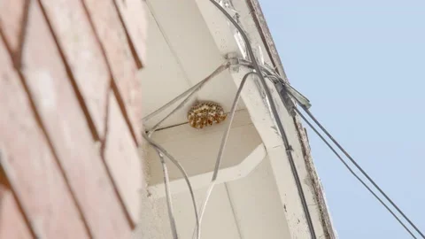 Rack Focus from Hornets to Bricks Stock Footage 130286490