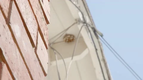 Rack Focus to Hornets Nest Stock Footage 130286493