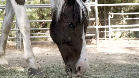 Rack Focus to Horse Eating Stock-Footage 79470426