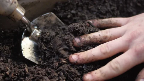 Rack focus on human hands feeling the fresh soil in a small garden Video stock 125120447