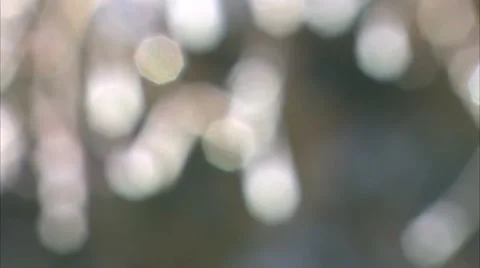 Rack focus ice on twigs Stock-Footage 1052130