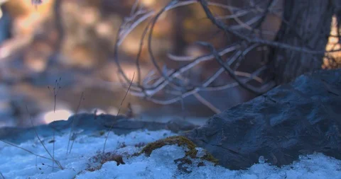 Rack Focus onto Icy Branches Hanging over a Cold River in the Winter Stock Footage 100689252