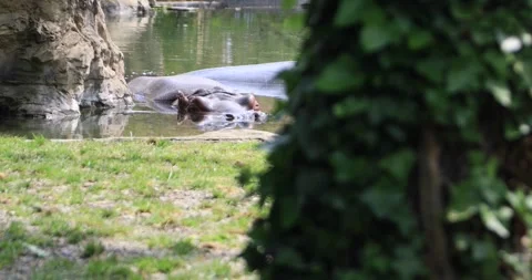 Rack focus from ivy trunk in foreground to hippo resting in shallow water Stock Footage 319796081