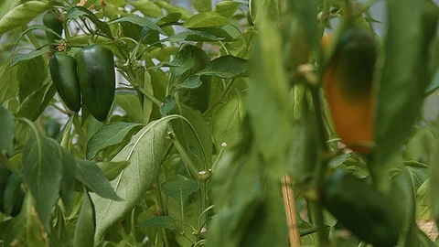 Rack focus of jalapenos growing Stock Footage 86006587