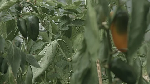 Rack focus of jalapenos growing Stock Footage 86006763