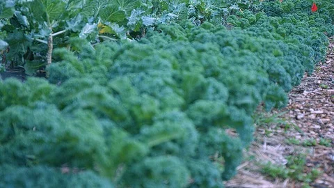 Rack focus of kale growing in a garden Stock Footage 86007004