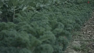Rack focus of kale growing in a garden Stock Footage 86007014