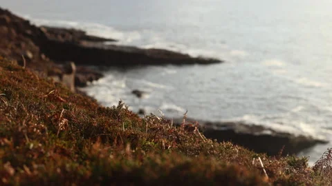 Rack Focus Landscape. Grass Foreground Rocky Coast. Currane Estate, Ireland Stock Footage 239452198