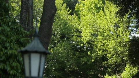 Rack focus on lanterns in wooded greenery Stock Footage 109921474