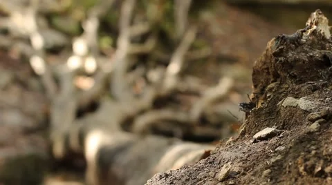 Rack Focus of Large Fallen Tree Stock Footage 58928700