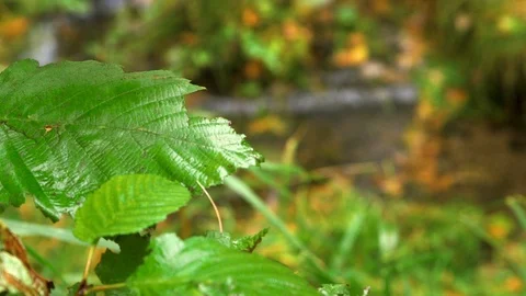 Rack Focus from Leaf to Stream Stock Footage 115259663