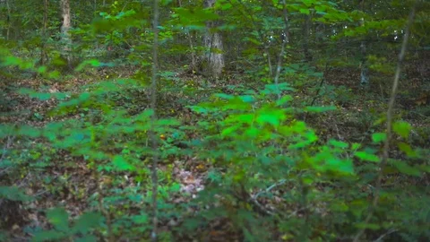 Rack focus of leafs in forest Stock Footage 90355085