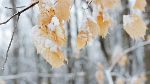 Rack focus on leafs in winter Stock Footage 109305688