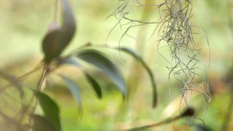 Rack Focus From Leaves to Alligator in Swamp, 4K Stock Footage 72554770