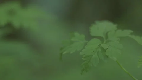 Rack focus from leaves to ancient forest trees Видео 234816225