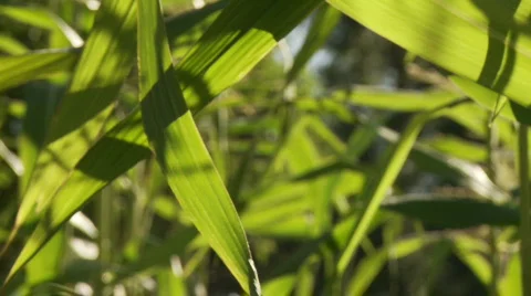 Rack focus, leaves on corn Stock Footage 875060