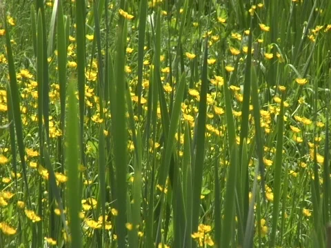 Rack Focus Leaves Stock Footage 356498