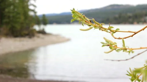 Rack focus leaves Stock Footage 754994