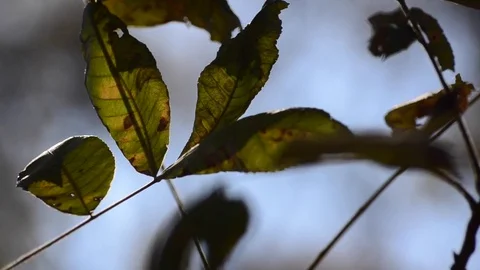 Rack focus of leaves Stock Footage 78547174