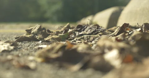 Rack Focus of Leaves on Ground Stock Footage 42106497