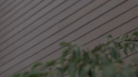 Rack Focus from Leaves to Red Siding Stock Footage 100899348