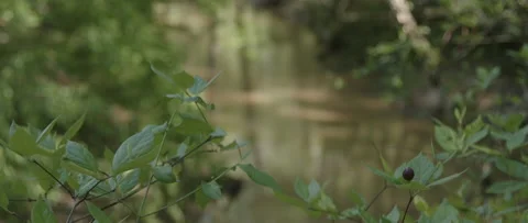 Rack Focus from Leaves to Sunlit Stream in Forrest Stock Footage 133016387