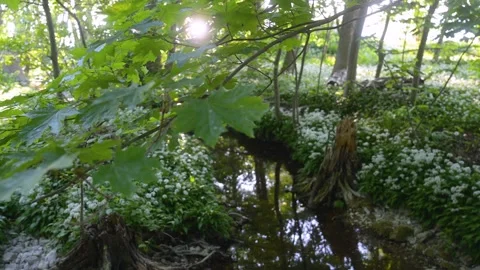 Rack Focus Leaves To Tree Stump In Wild Garlic Lummelunda Gotland Stock Footage 331082192