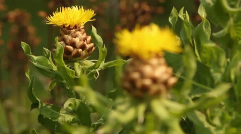 Rack focus Lemon Fluff Stock Footage 35658475