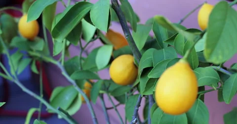 Rack Focus on Lemons and Home Garden Lemon Tree Vídeos de archivo 232785576