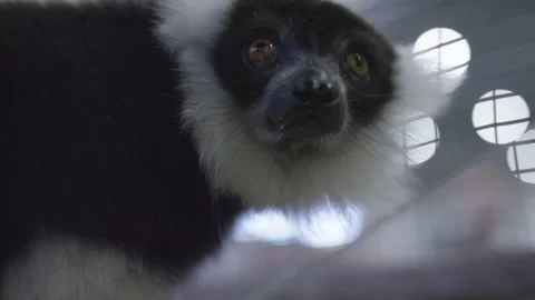 Rack focus to lemur face in cage Stock Footage 141533390